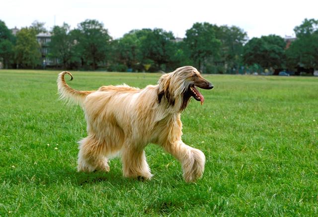 阿富汗猎犬