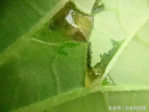 18种细菌性药剂详细介绍，这些你都了解吗？