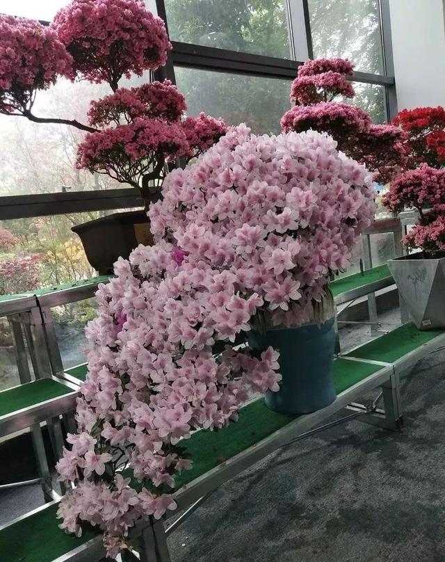 杜鹃花语