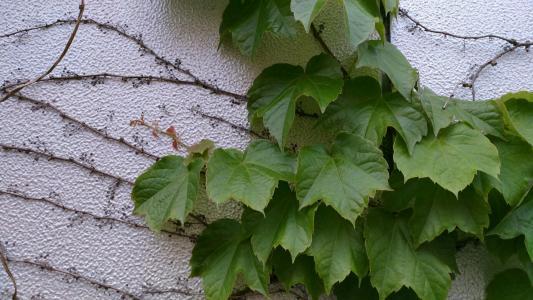 爬山虎种植