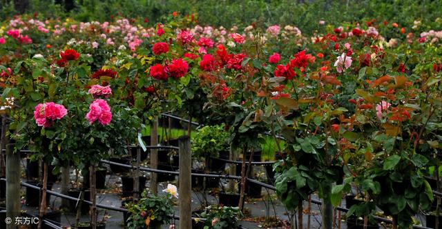 帮你解答玫瑰种植中除草、施肥、红蜘蛛防治等问题，值得收藏！