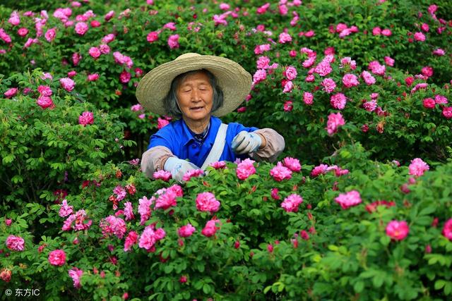 帮你解答玫瑰种植中除草、施肥、红蜘蛛防治等问题，值得收藏！3