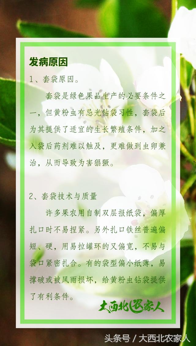 果园种植梨树发生黄粉虫病，发生原因及高效防治1