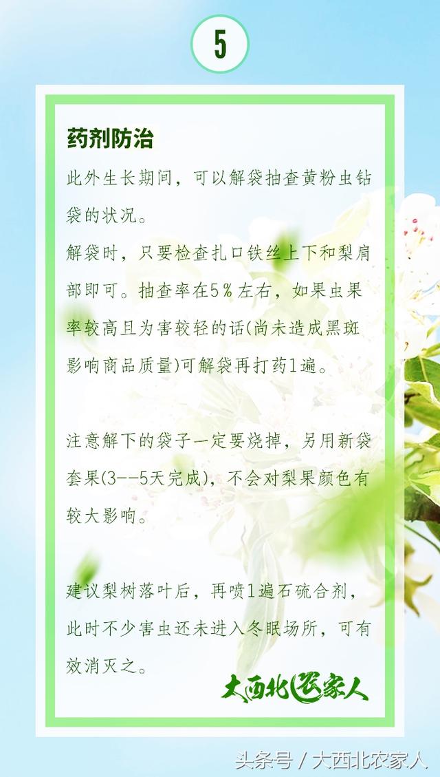 果园种植梨树发生黄粉虫病，发生原因及高效防治12