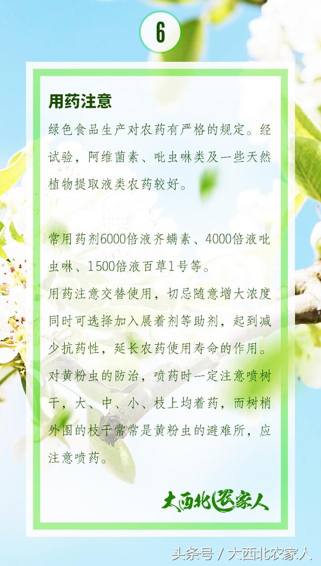 果园种植梨树发生黄粉虫病，发生原因及高效防治13