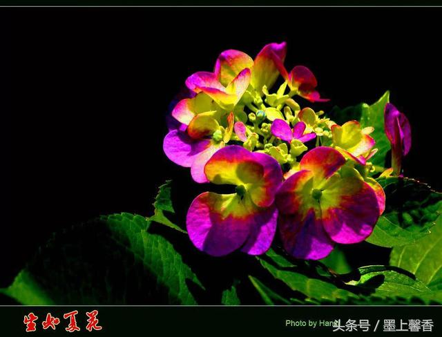 桔梗花的花语 桔梗花的花语  白色桔梗花的花语 生活