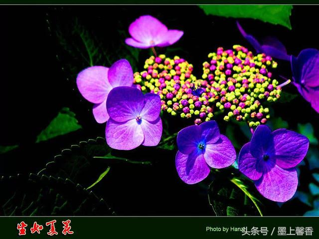 桔梗花的花语 桔梗花的花语  白色桔梗花的花语 生活