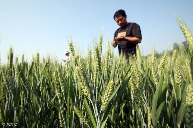 5月上中旬，小麦要高产还需怎么样管理？选择什么药剂？2