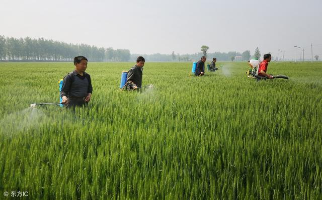 农民朋友：近期小麦叶尖发黄是怎么回事，怎样治理？1