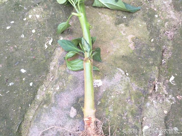 辣椒根腐病如何防治？防治方案第一时间告诉你1