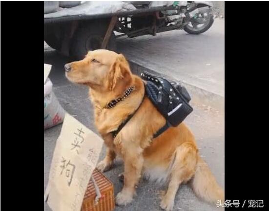 金毛寻回犬的价格