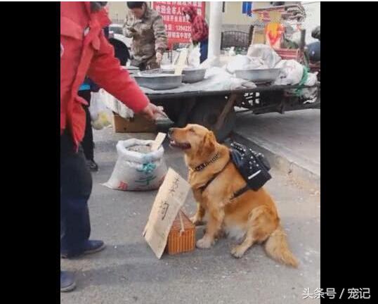 金毛寻回犬的价格