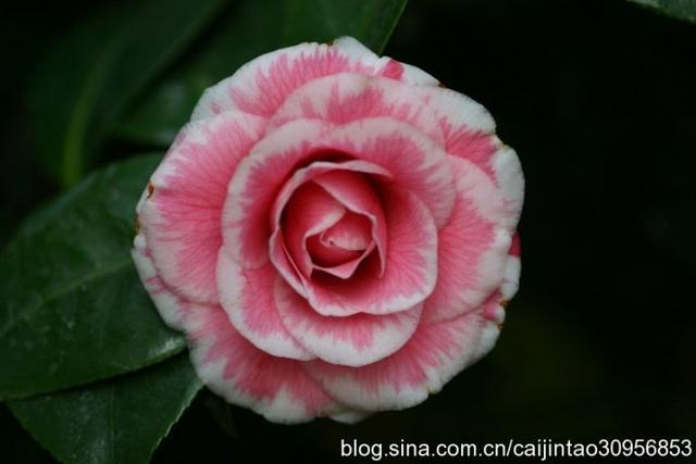 玛丽安茶花 玛丽安茶花（玛丽安茶花图片） 生活