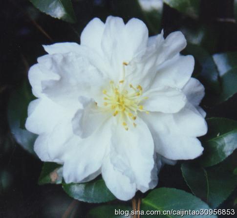 玛丽安茶花 玛丽安茶花（玛丽安茶花图片） 生活