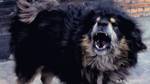 鬼獒价格