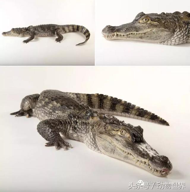 非洲侏儒鳄