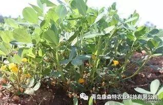 康森特提醒莒南的种植户，今年花生想高产需要这样做4