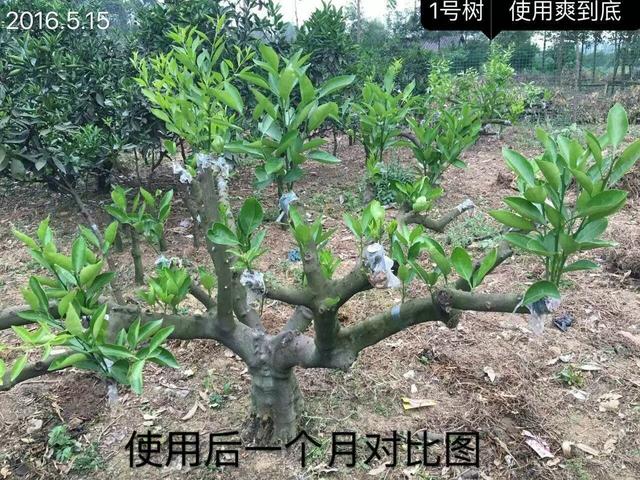 含腐植酸+海藻肥料促进柑橘发芽、壮梢效果，用与不用差别很大5