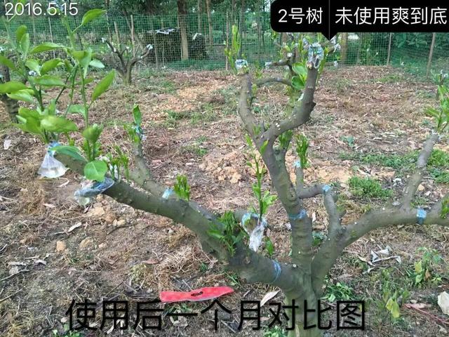 含腐植酸+海藻肥料促进柑橘发芽、壮梢效果，用与不用差别很大6