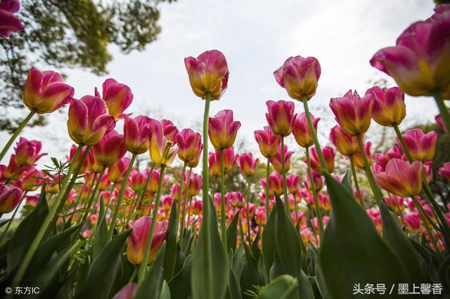 兰陵美酒郁金香下一句 兰陵美酒郁金香下一句（兰陵美酒郁金香全诗） 生活