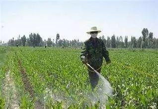 必看，玉米除草剂“关键点”大汇总