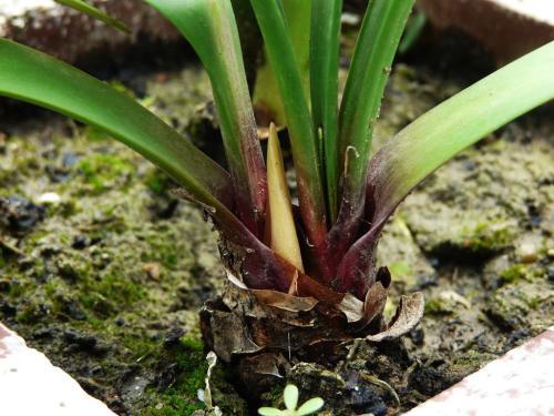 紫根兰的养殖方法和注意事项(紫根兰的养殖方法)