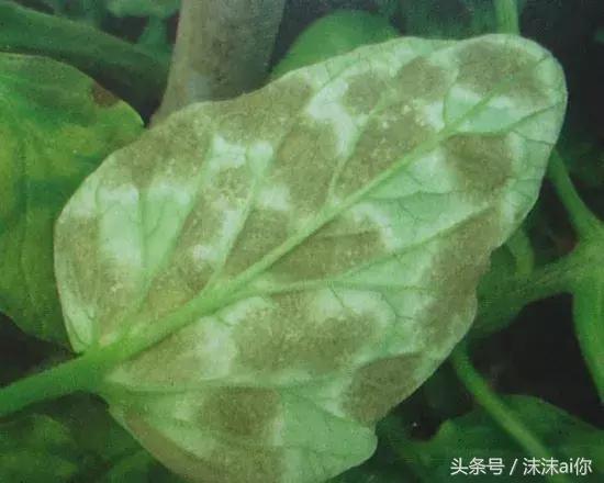 「植保」防治叶霉病 给你几个药方试试1