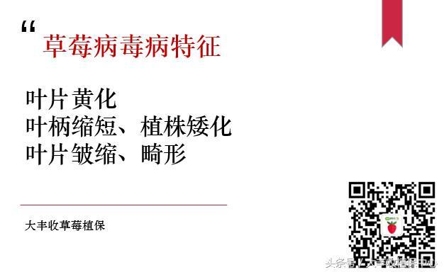 没见过草莓病毒病，你是真的不知道有多难治！7