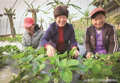 没见过草莓病毒病，你是真的不知道有多难治！11