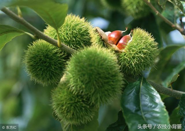 果园打药太盲目，果树受害、果农急哭！