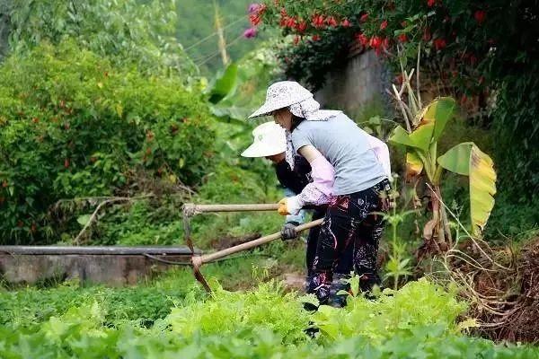 不用等放假才能來體驗生活住在這裡,每天都是農家樂小動物想跑就跑