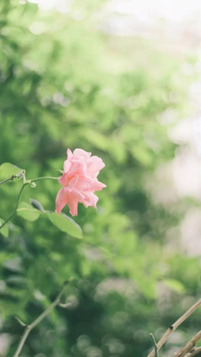 午安心语语录180524：成熟并非是越来越聪明，而是越来越不装聪明