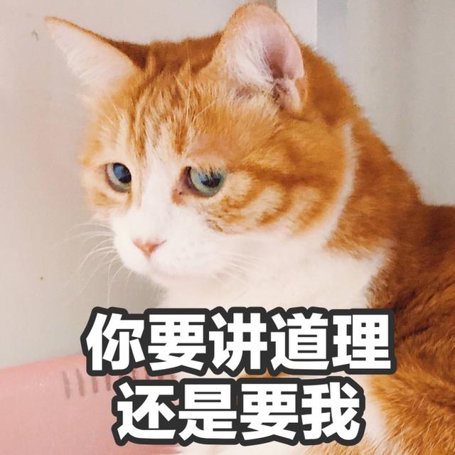 胖橘搞笑表情包 胖橘猫图片