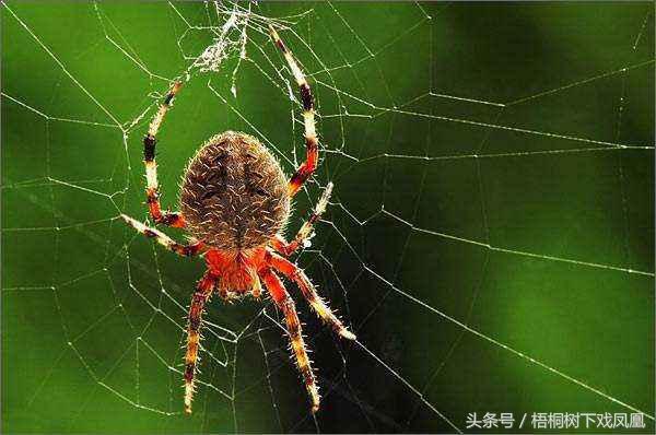 网虫是什么意思，看见蜘蛛可以打死吗？