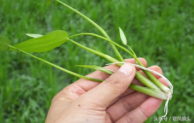 湖北宜昌：农民种植水稻，稻田长满鸭舌草！会对水稻造成减产吗？5