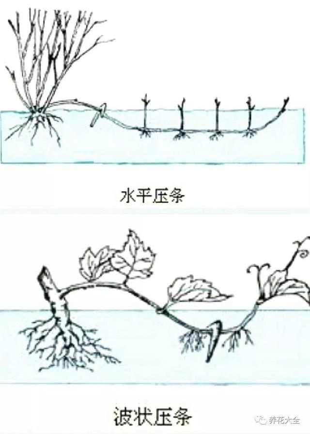 繁殖 繁殖（繁殖的拼音） 动物