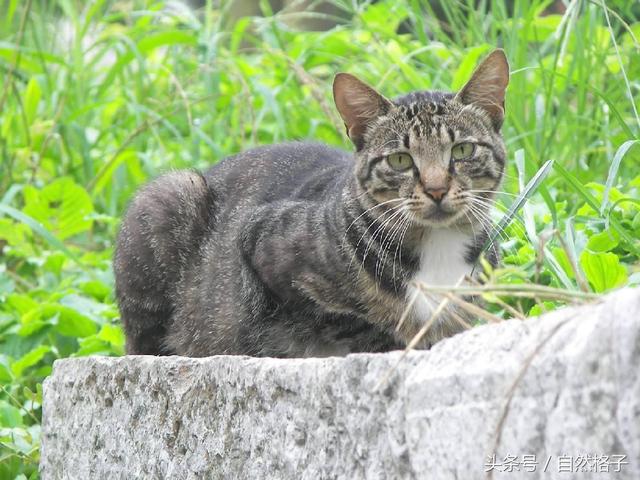 猫属