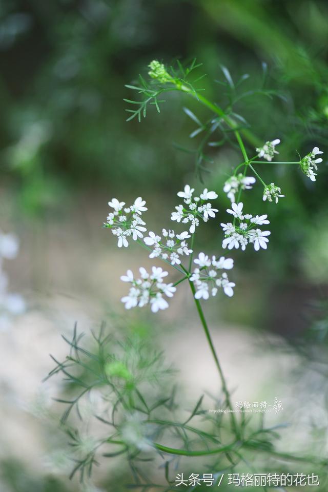 植物美图~ 你注意过吗？芫荽（香菜）的花竟然这么好看！