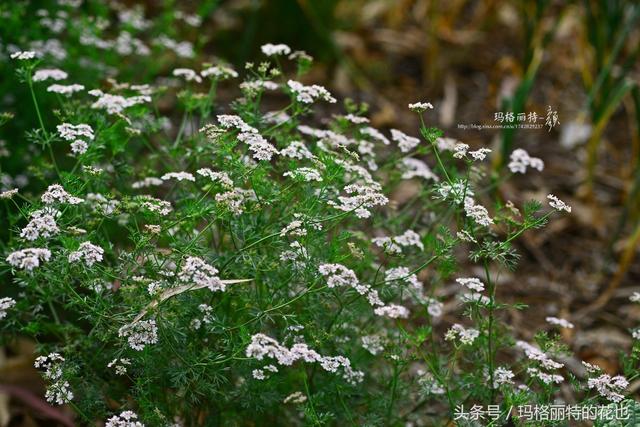 植物美图~ 你注意过吗？芫荽（香菜）的花竟然这么好看！