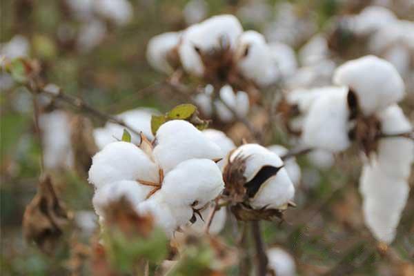 棉花枯、黄萎病怎么防治？棉花枯、黄萎病防治方法及检疫要求4