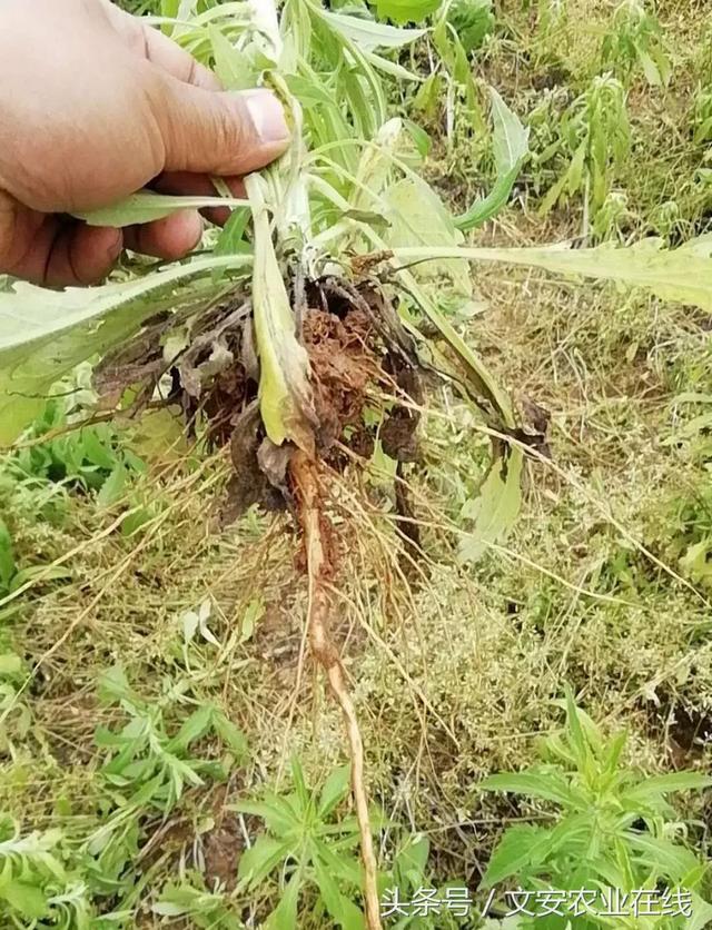 双氟磺草胺防除抗性小飞蓬探索12