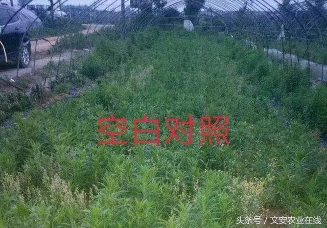 双氟磺草胺防除抗性小飞蓬探索17