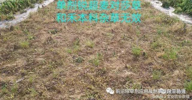 双氟磺草胺防除抗性小飞蓬探索15