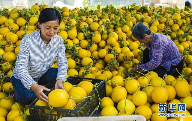 河北枣强：香瓜香溢脱贫路2