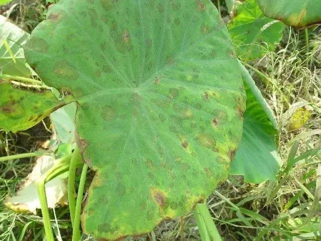 芋头病害的田间管理与防治2