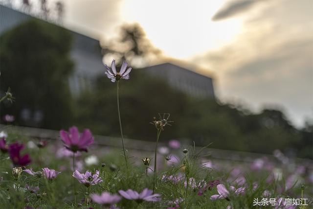 格桑花波斯菊