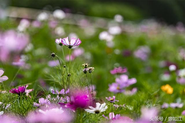 格桑花波斯菊