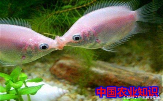 接吻鱼吃什么 接吻鱼吃什么（接吻鱼吃什么鱼粮） 动物
