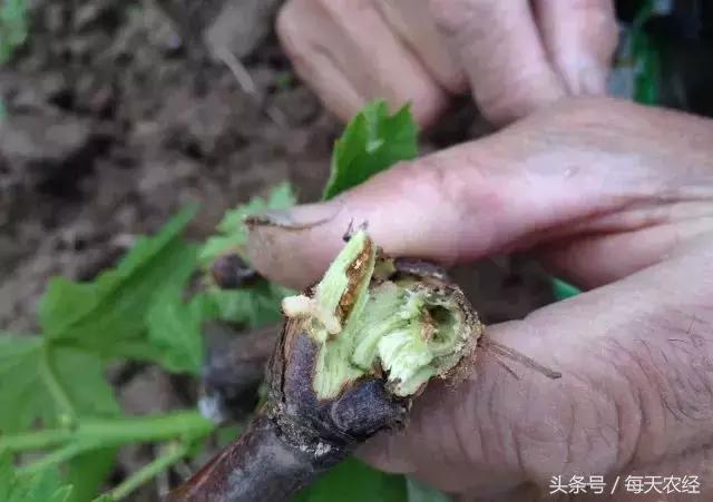 葡萄的十六中常见病害及药剂推荐，一定要背会！14