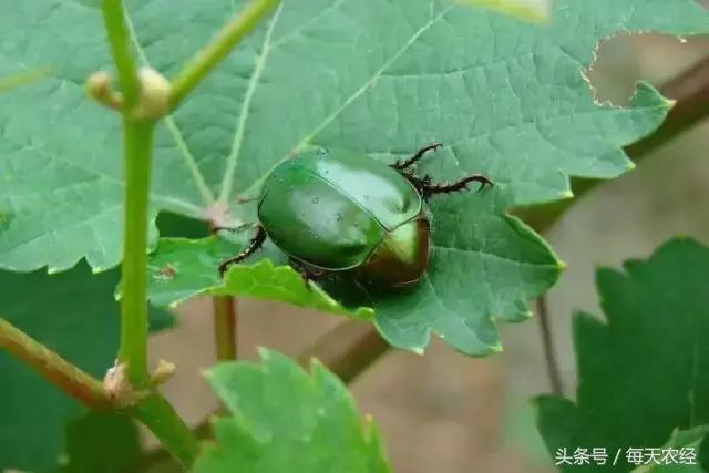 葡萄的十六中常见病害及药剂推荐，一定要背会！15